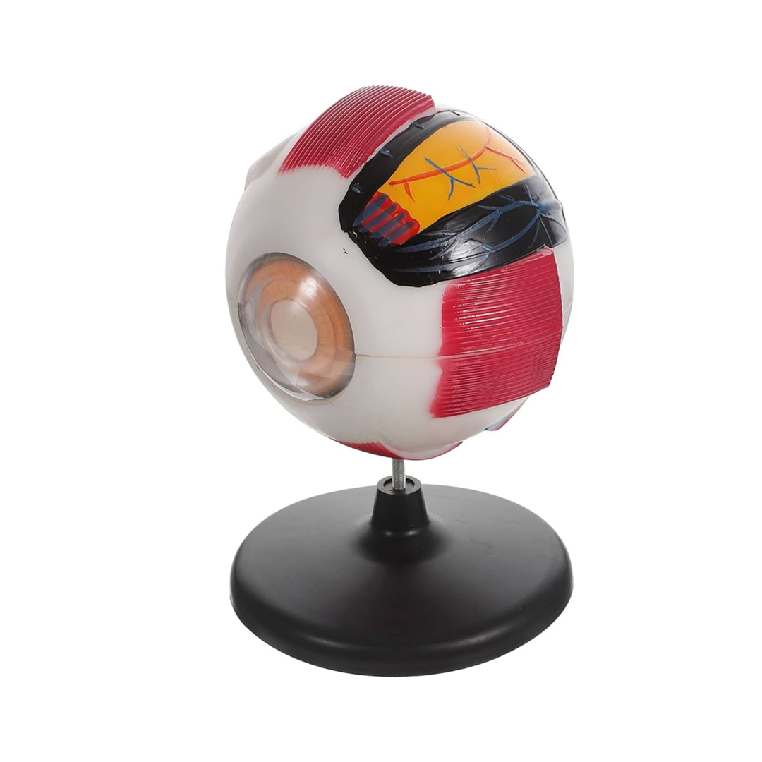 Manikin Model Eye available in online  pharmacy qatar, doha 